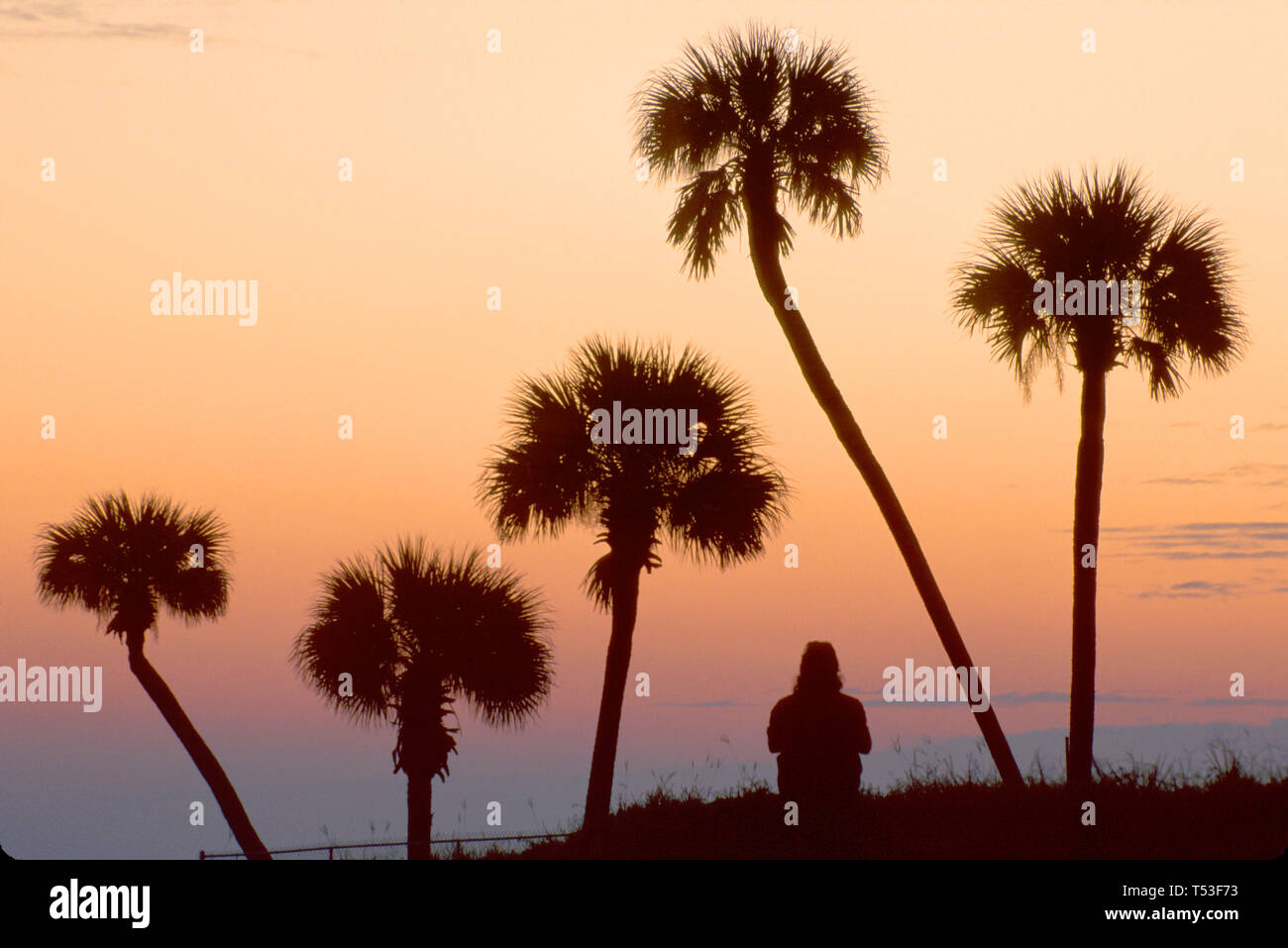 Florida Atlantic Shore Daona Strand Strände, Sand, Surfen, Besucher Kohl Palmen, Bäume, tropische, Tropen, natürliche Dünendämmerung, Besucher reisen Stockfoto