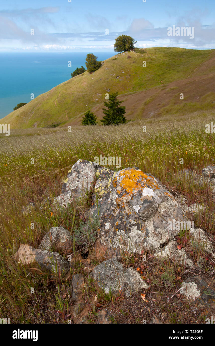 Ich fotografierte diese Szene nach einem seltenen Februar Schnee auf Mount Tamalpais, dann im Mai wieder ein anderes Bild zu machen, sobald der Hang Grün gedreht. Stockfoto