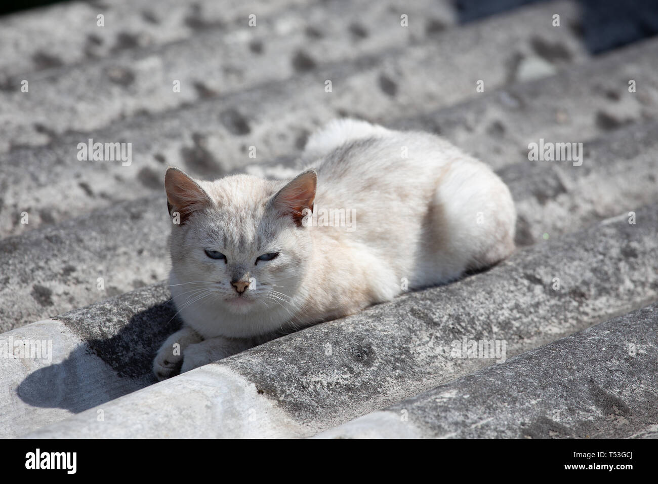 Weiß schöne Katze liegt auf einem grauen Schiefer. Stockfoto