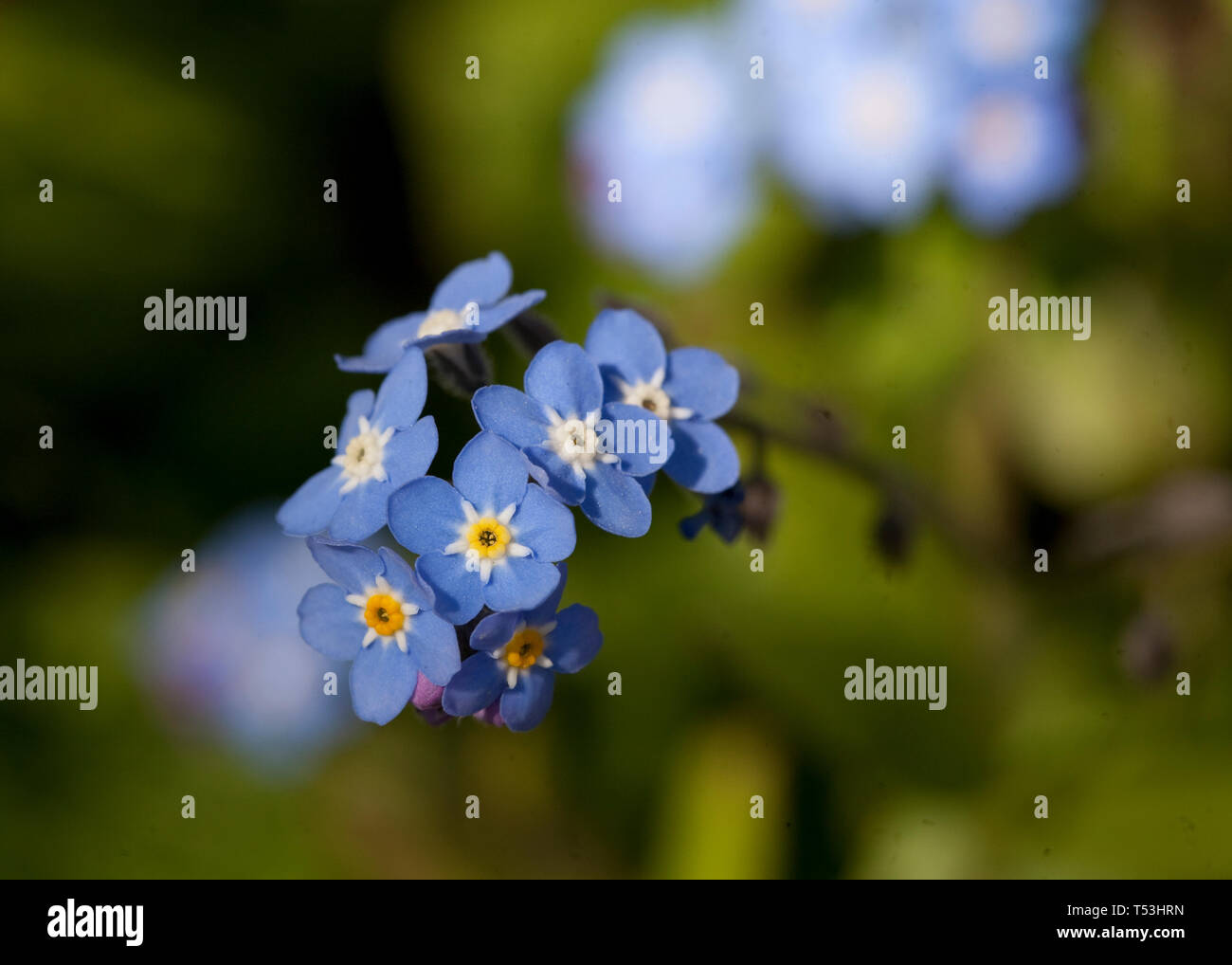 Nahaufnahme der Vergiss mich nicht Blumen Stockfoto