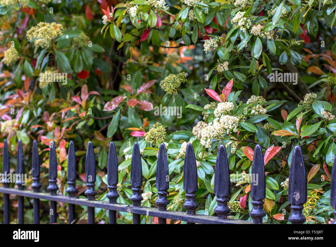 Schwarzes Eisen Zaun und Garten. Typische Pflaster Zaun in London Stockfoto