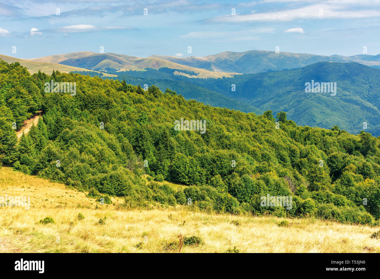 Buchenurwälder der Karpaten. schönen Spätsommer Landschaft am Nachmittag. svydovets in der Ferne rücken. verwitterte Gras auf dem Hügel Stockfoto