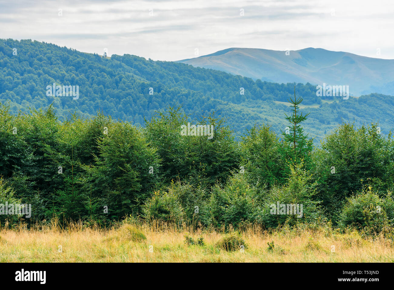 Buchenurwälder der Karpaten. schönen Spätsommer Landschaft am Nachmittag. svydovets in der Ferne rücken. verwitterte Gras auf dem Hügel Stockfoto