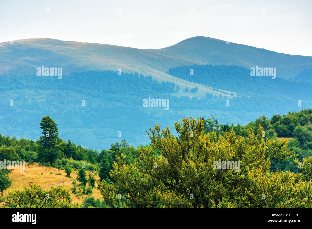 Buchenurwälder der Karpaten. schönen Spätsommer Landschaft am Nachmittag. svydovets in der Ferne rücken. Stockfoto