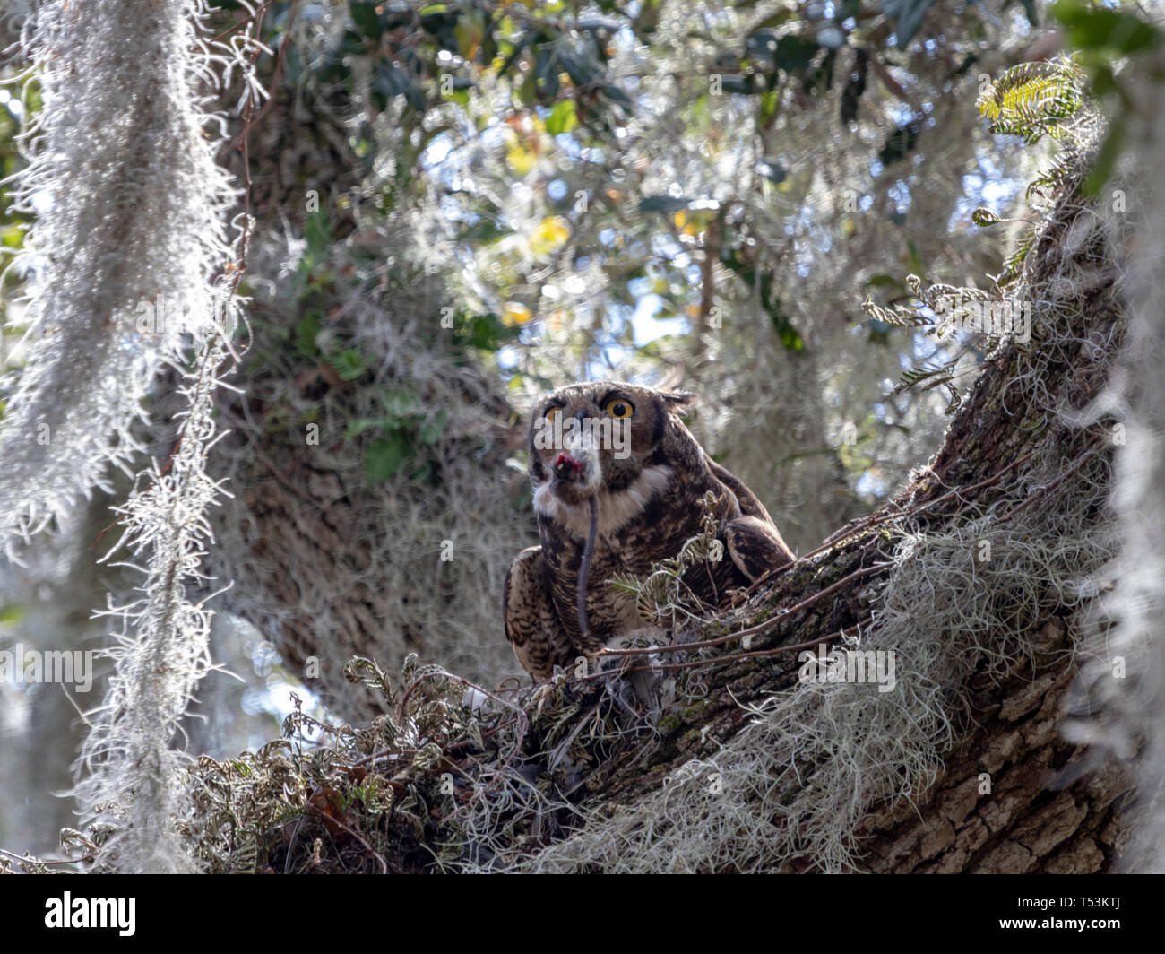 Great horned Owl mit Maus im Nest Stockfoto