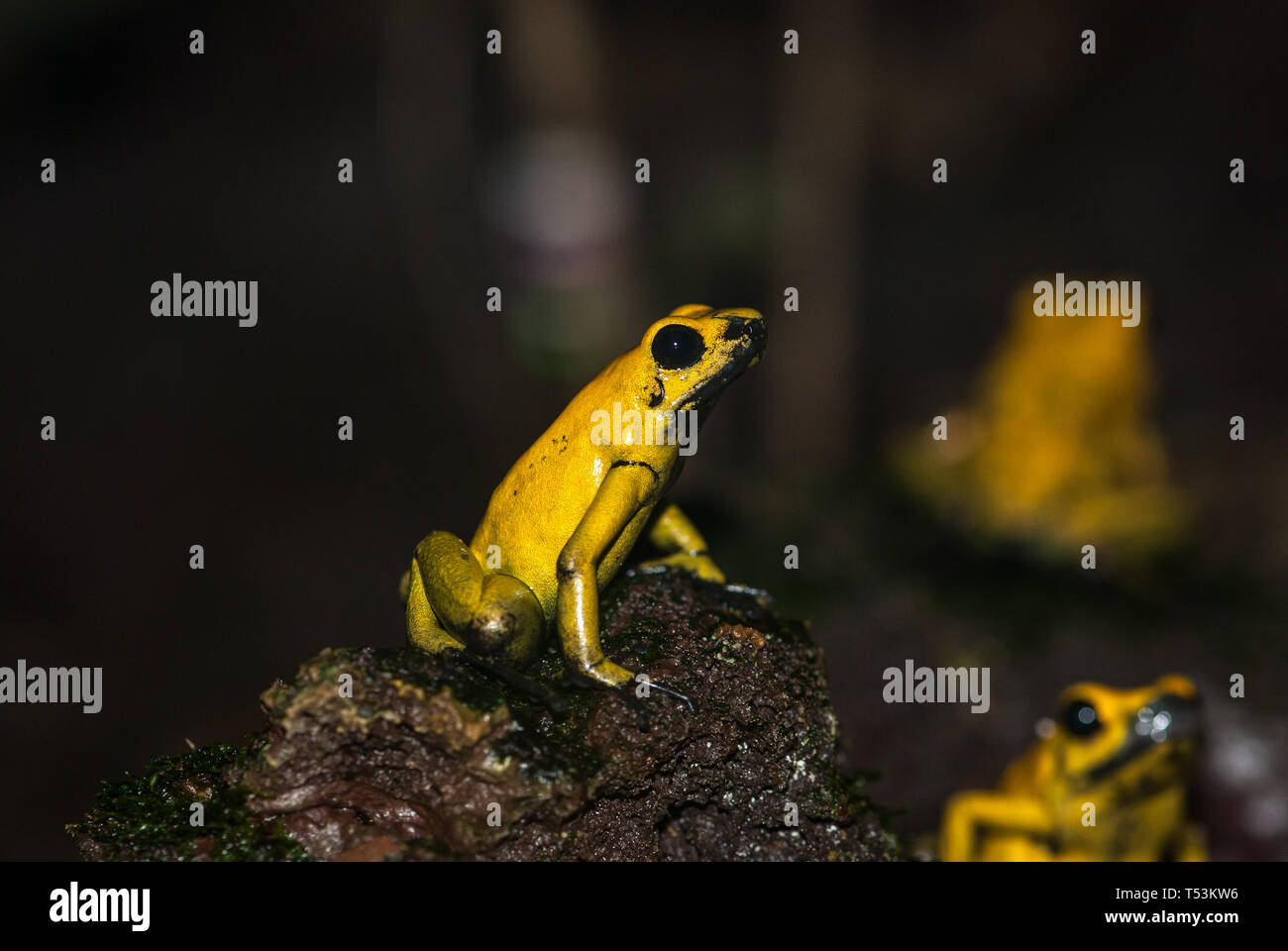 Tiere im Zoo Stockfoto