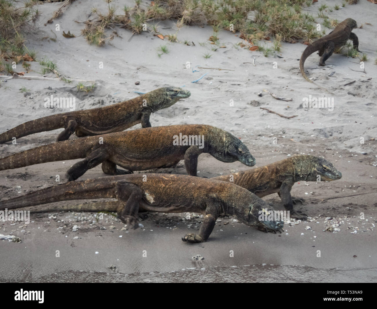 Nahaufnahme der Gruppe der Baby Komodo Drachen, Varanus komodoensis, kriechen aus dem Wasser Stockfoto