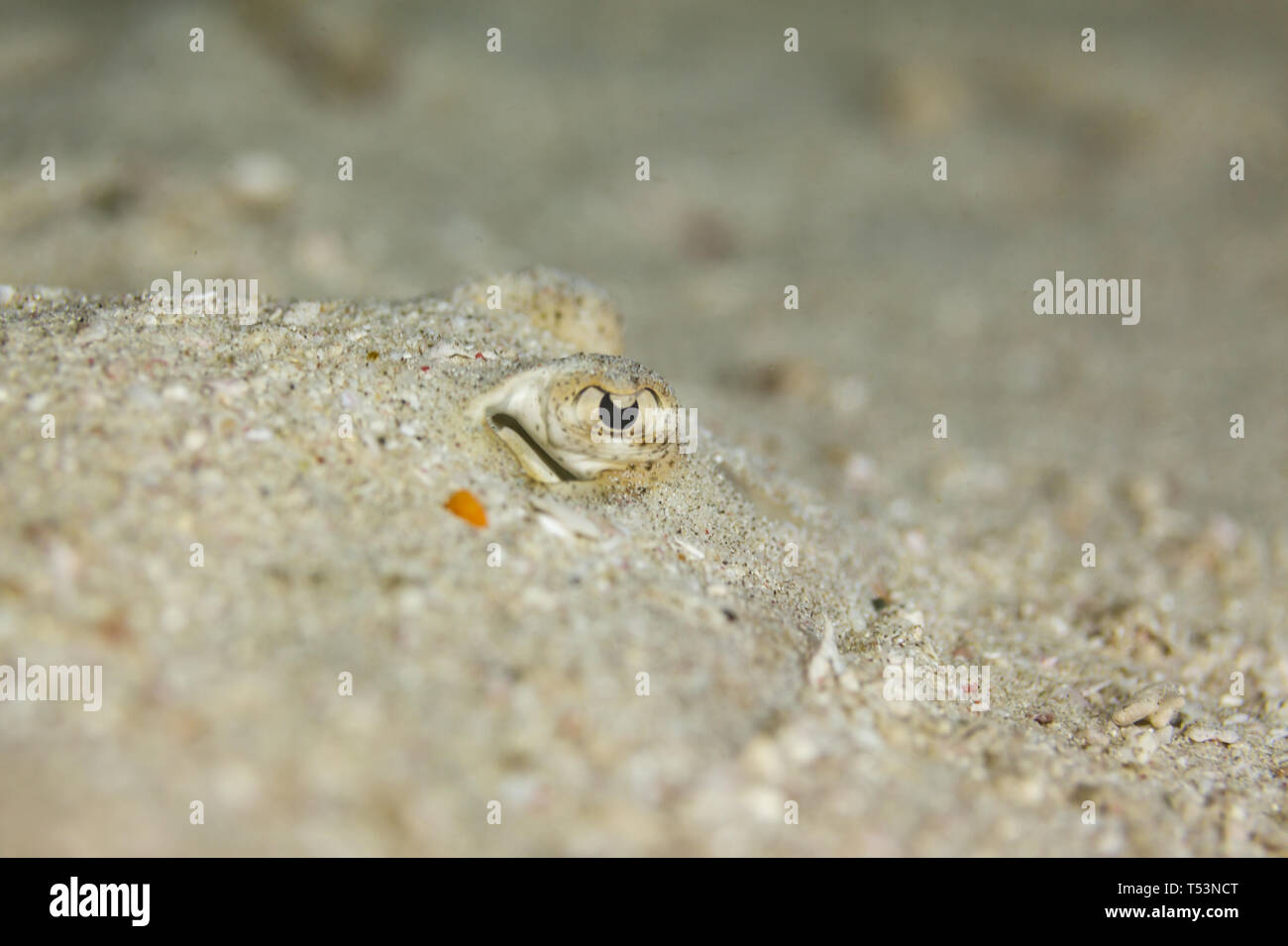 Bothus ocellatus Flach, Links eyed Flunder getarnt im Sand zeigt zwei Augen nur Stockfoto