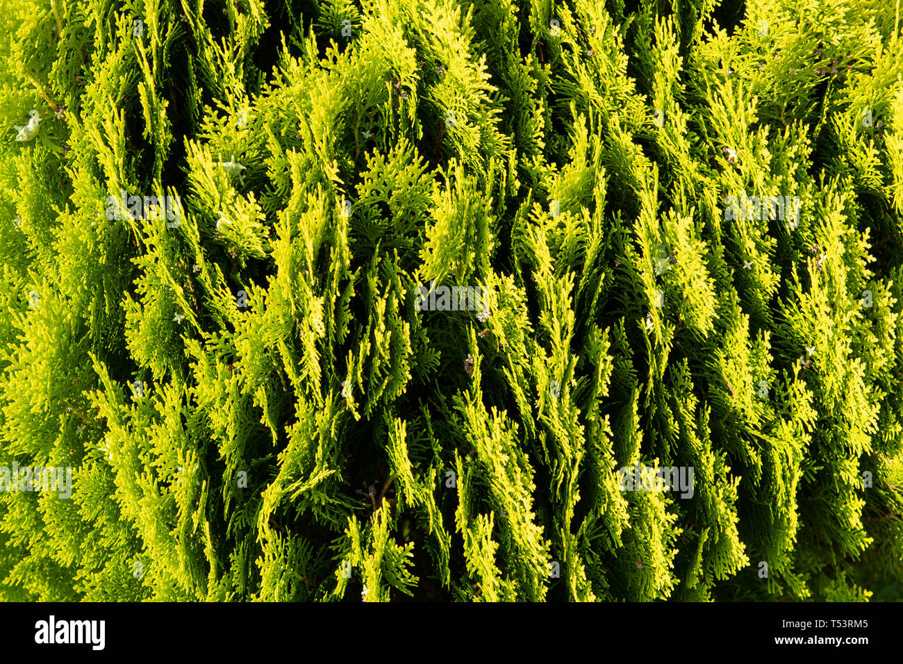 Hintergrund oder Textur der immergrünen Zweigen. Stockfoto