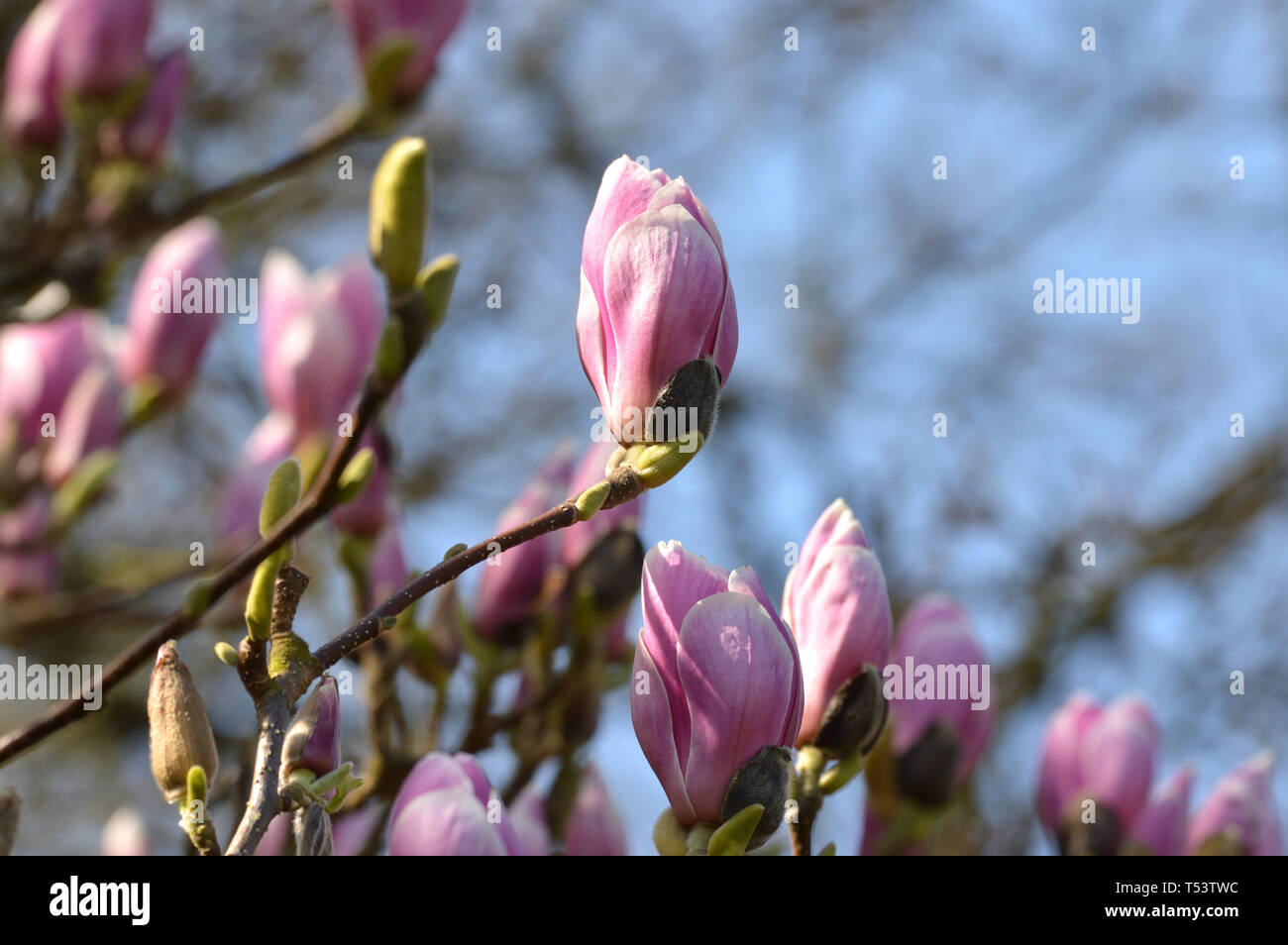 Pink Magnolia Flower Buds im frühen Frühjahr, England, UK. Stockfoto