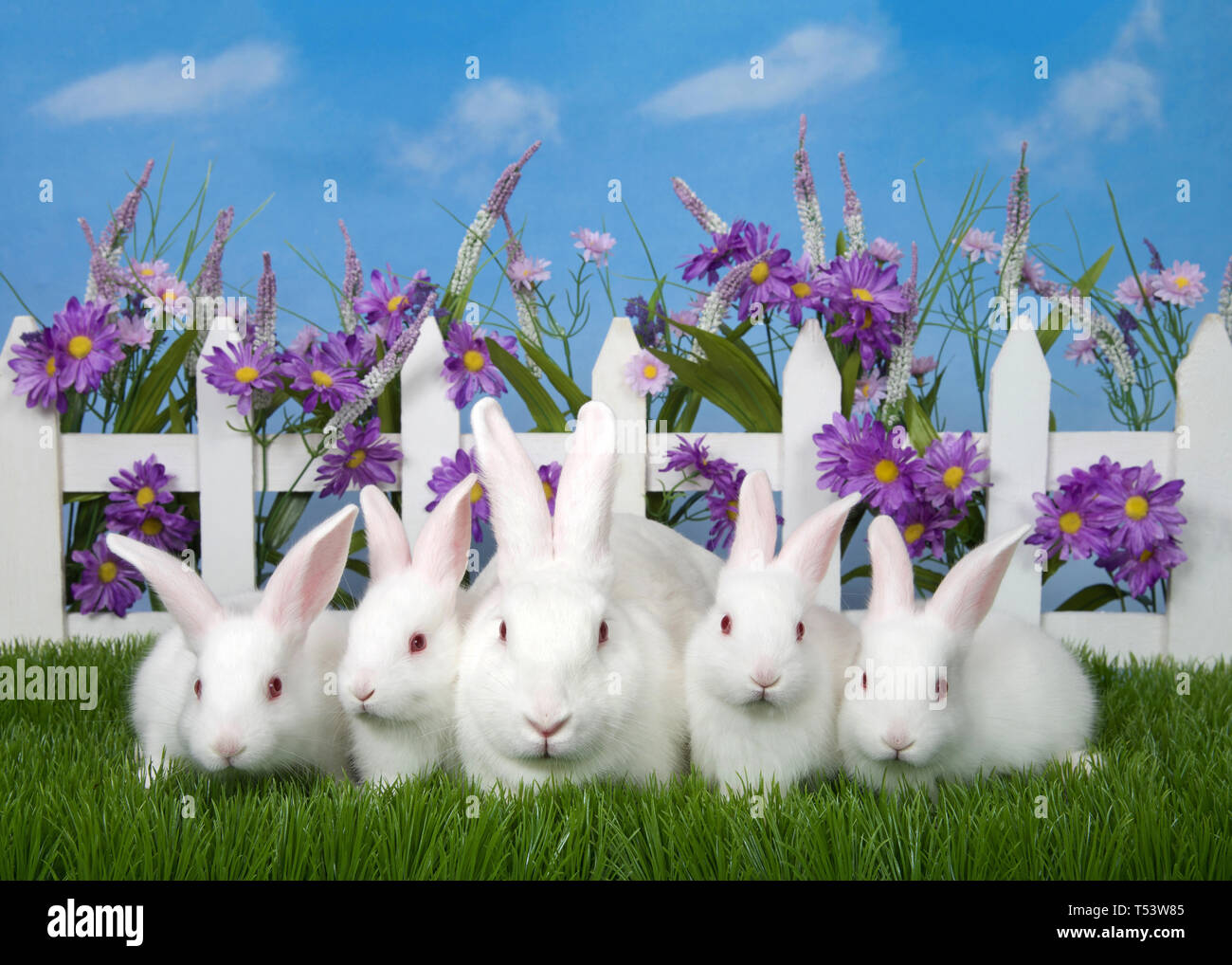 Familie von Weißen albino Hase Kaninchen, Mutter und vier Babys ruht auf grünem Gras vor der weissen Lattenzaun mit lila Blüten, blauer Himmel in Ba Stockfoto