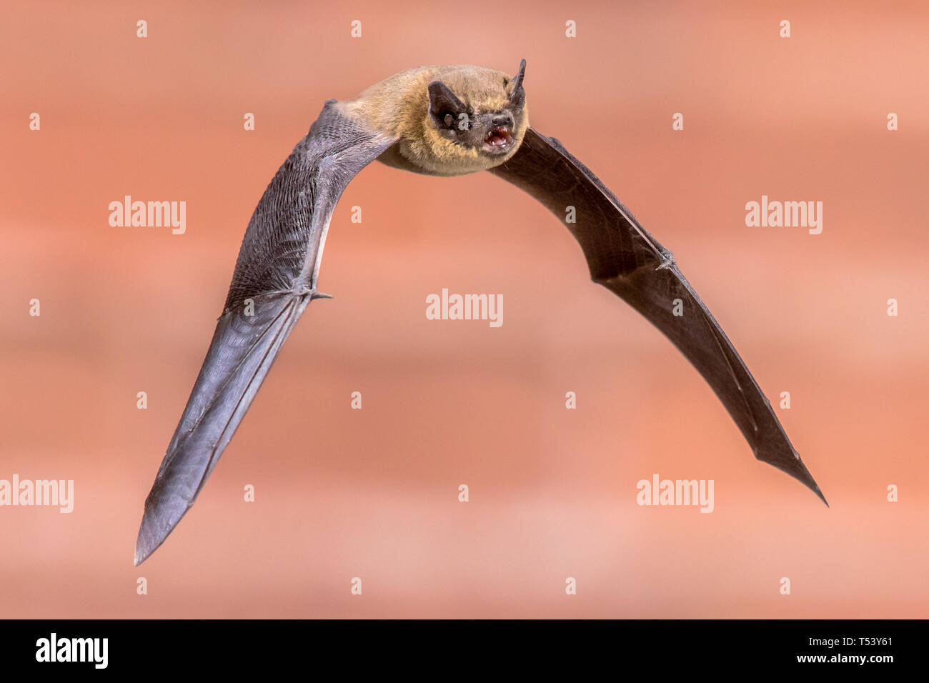 Pipistrelle bat (Pipistrellus pipistrellus) fliegen am Dachboden des Hauses auf Mauer Hintergrund im Dunkeln. Diese Sorte ist bekannt für Rast- und Livin Stockfoto