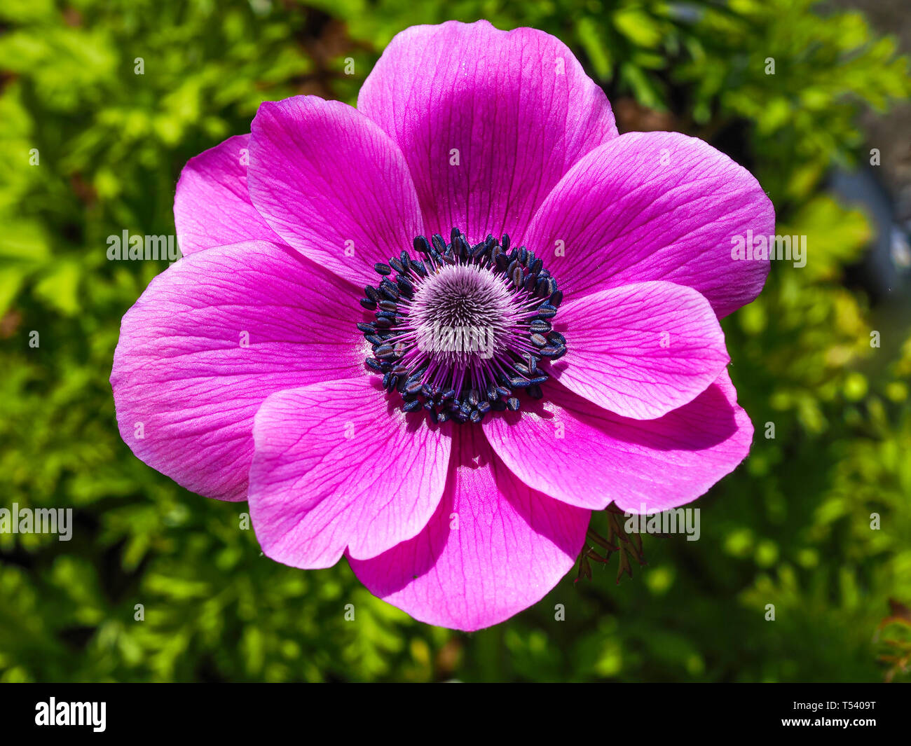 Schönes helles Rosa Anemone de Caen Blume in einem Garten Nahaufnahme Stockfoto