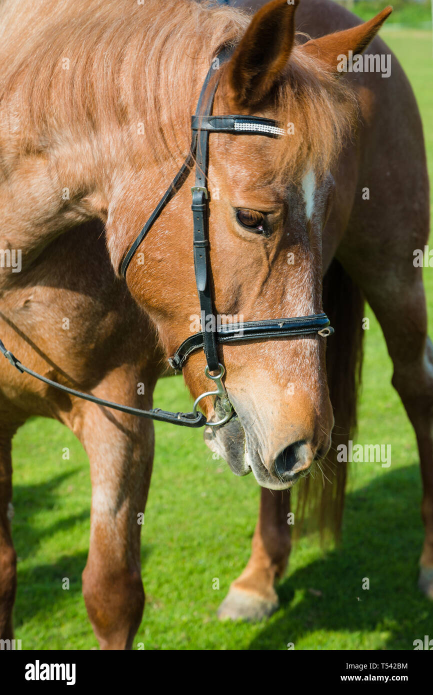 Kent. UK. Ein Cob X Pferd mit Zügel steht in einem Feld wartet auf einen Hack zu gehen Stockfoto