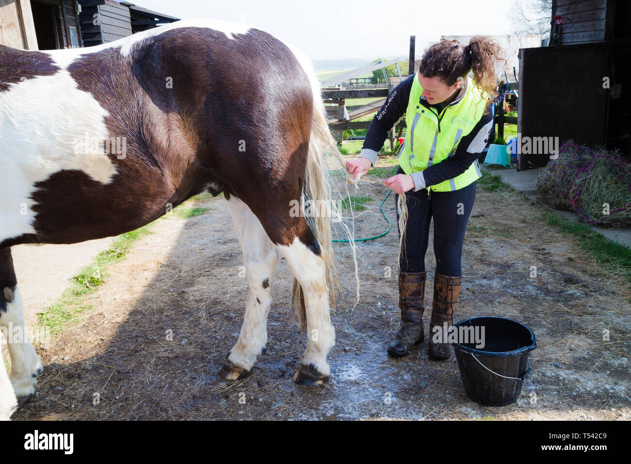 Higham, Kent, Großbritannien. Ein Pferd mit seinem Schwanz durch seine Eigentümer auf eine stabile Hof gewaschen. Stockfoto