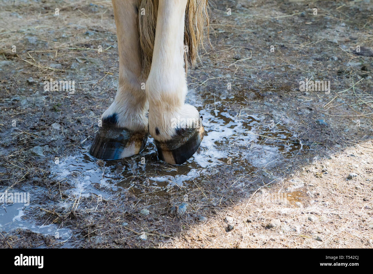 Higham, Kent, Großbritannien. Ein Pferd mit einem seiner Beine auf eine stabile Yard von seiner Besitzerin gewaschen. Stockfoto