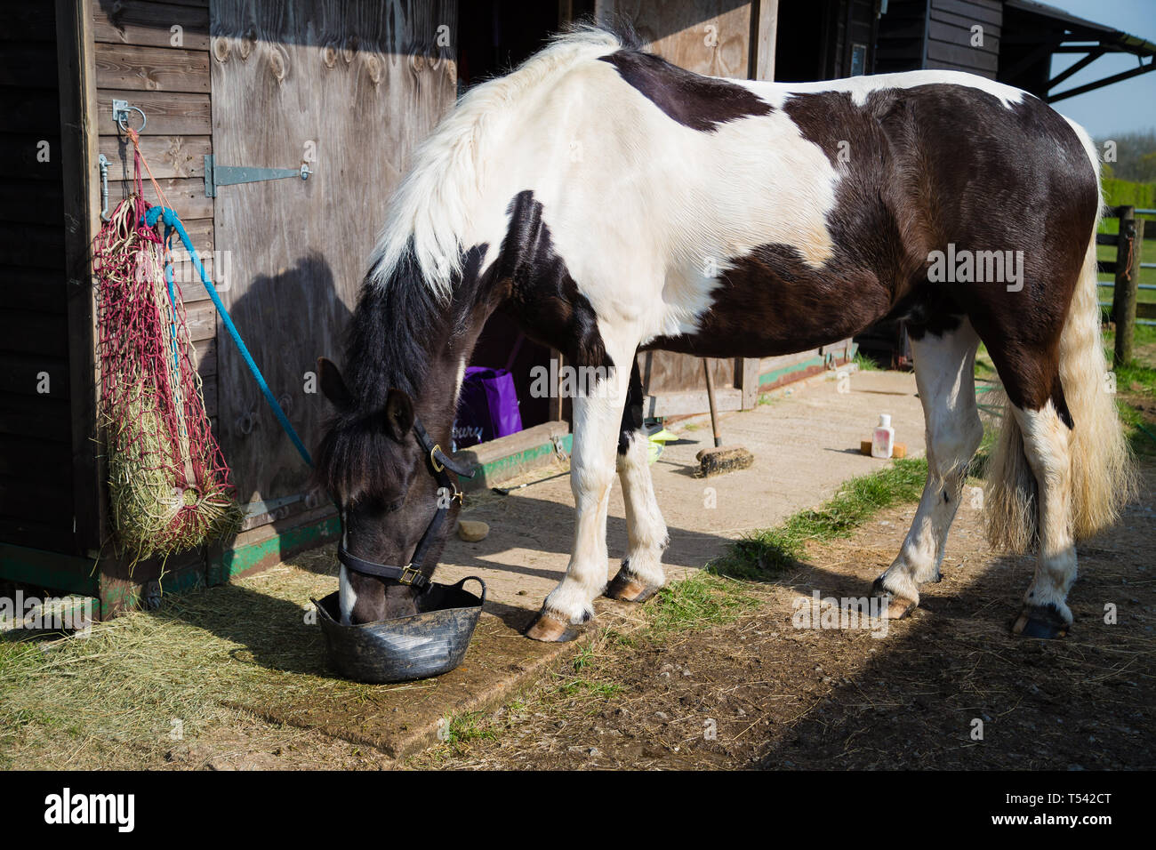 Kent. UK. Ein piebald Cob X Pferd essen Heu von einem Haynet. Stockfoto