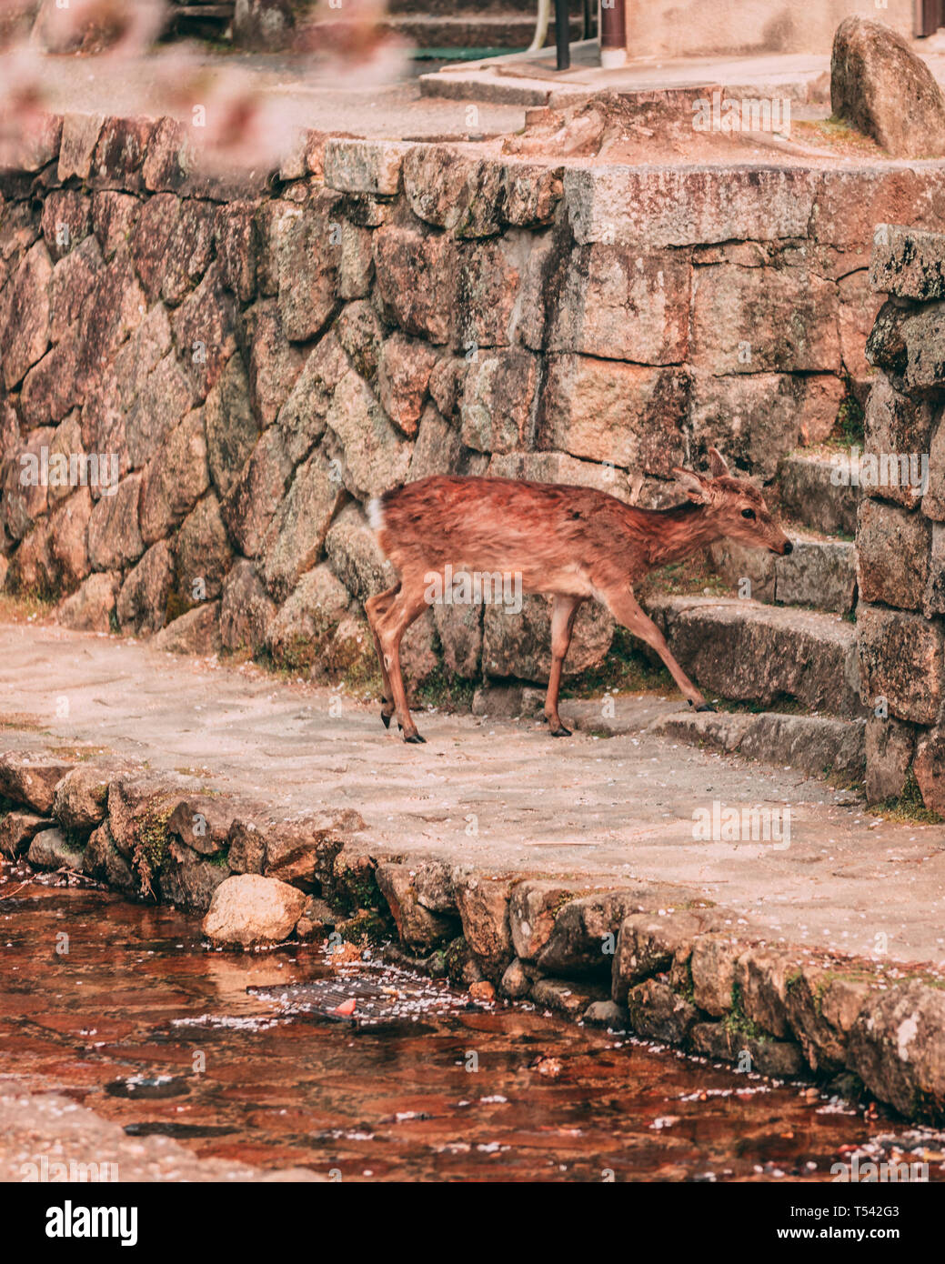 Rotwild auf der Insel Miyajima in Hiroshima, Japan Stockfoto