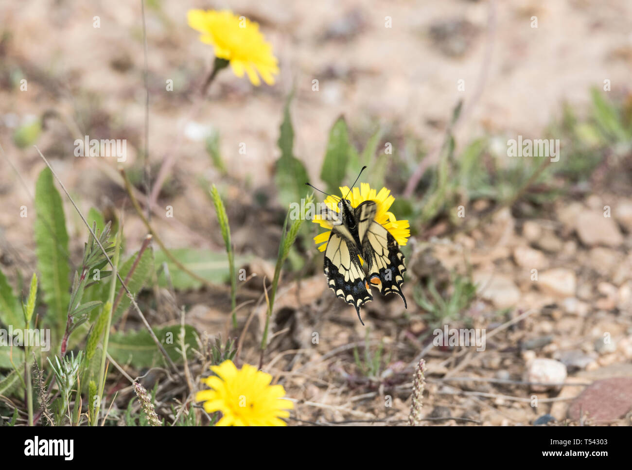 Korsischen Schwalbenschwanz (Papilio hospiton) Ernährung Stockfoto