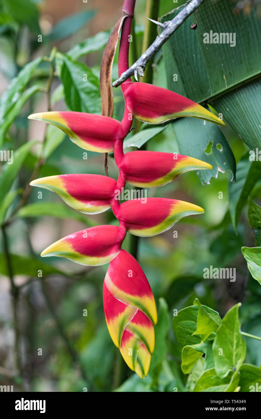 Heliconia Blüten in den Farben rot und gelb Panama Stockfoto