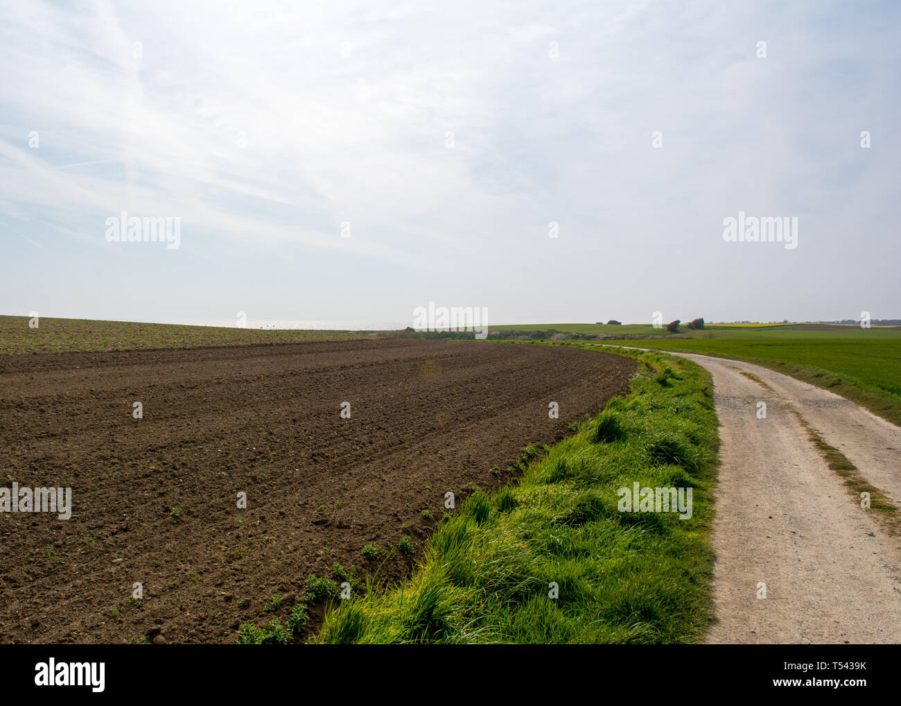 Ein Feld mit Mais gepflügt gepflanzt und bereit zu wachsen. Stockfoto