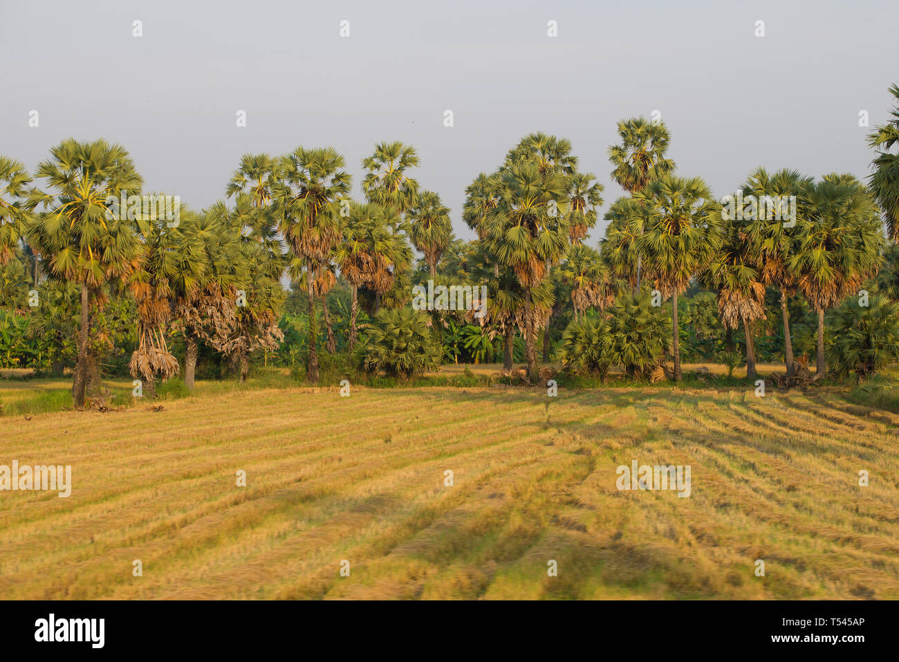 Abgeerntete Reisfelder auf dem Hintergrund von Palm Wald an einem sonnigen Abend. Ländliche Thailand Stockfoto