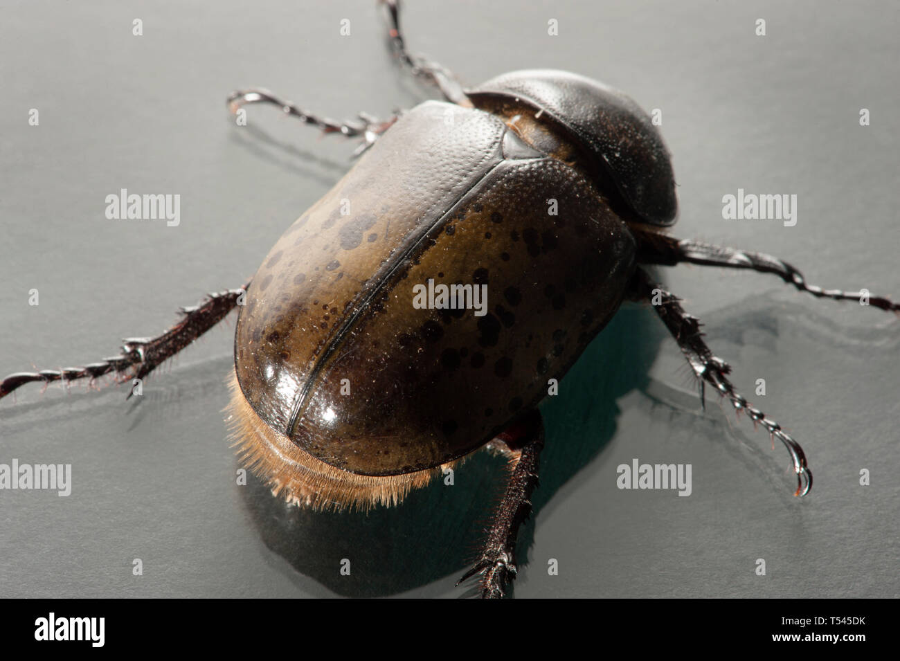 Makro Foto, Detail eines weiblichen Östlichen Hercules Beetle. Stockfoto
