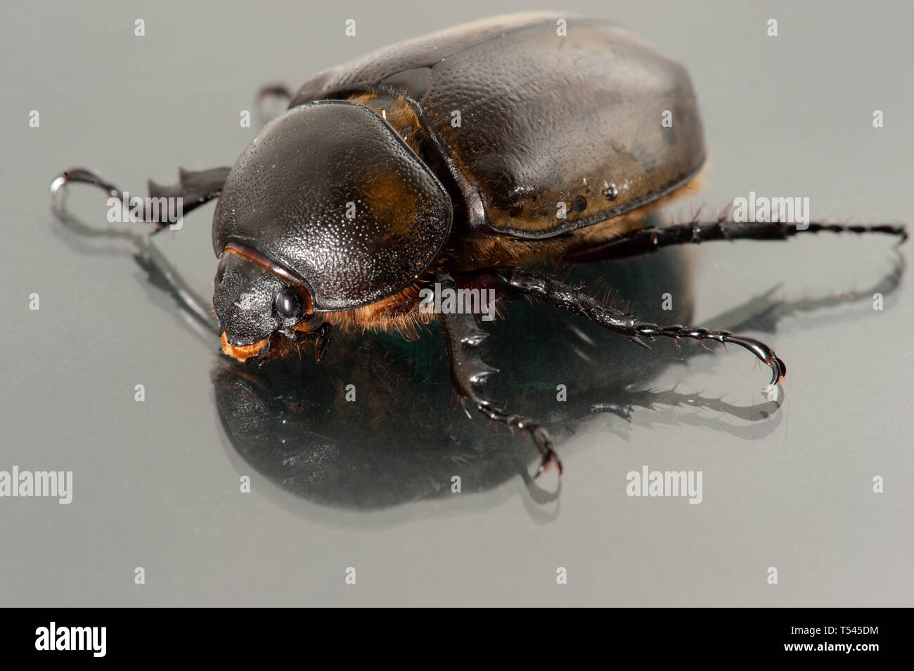 Makro Foto, Detail eines weiblichen Östlichen Hercules Beetle. Stockfoto