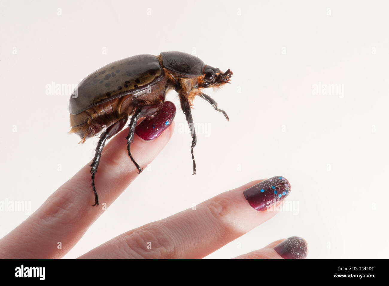 Makro Foto, Detail eines weiblichen Östlichen Hercules Beetle Balancieren auf einem womans Finger Mit lackierten Fingernägeln. Stockfoto