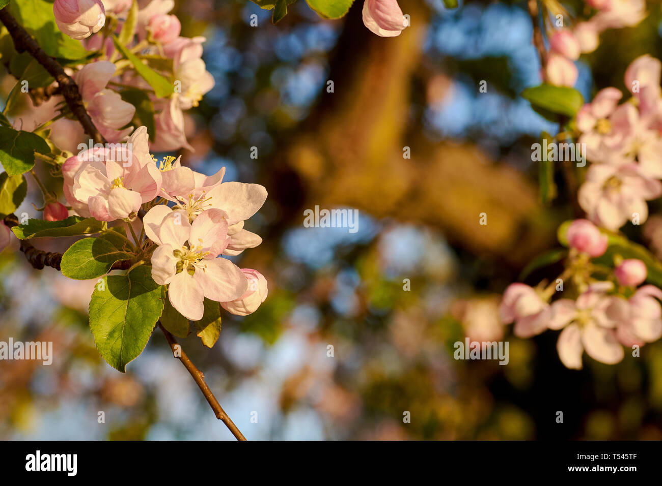 Detailansicht der rosa Blüte Apfelbaum auf der Wiese im Wald mit Sonnenschein. Sonnige Frühling Abend mit blauem Himmel. Stockfoto