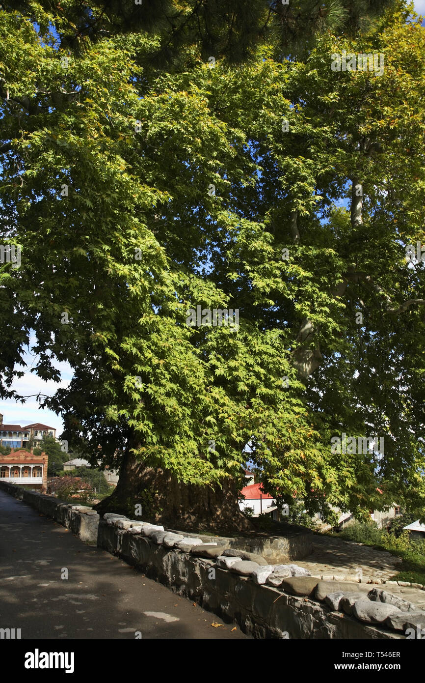 Alte Platane in Telavi. Georgien Stockfoto