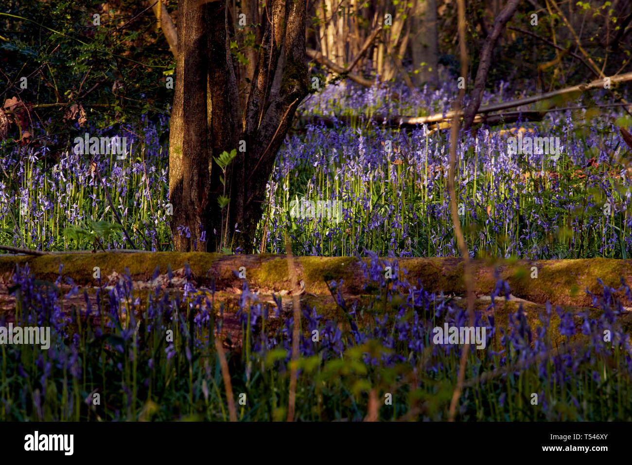 Feder Bluebell Blumen im Wiedererwachen Woodland Stockfoto