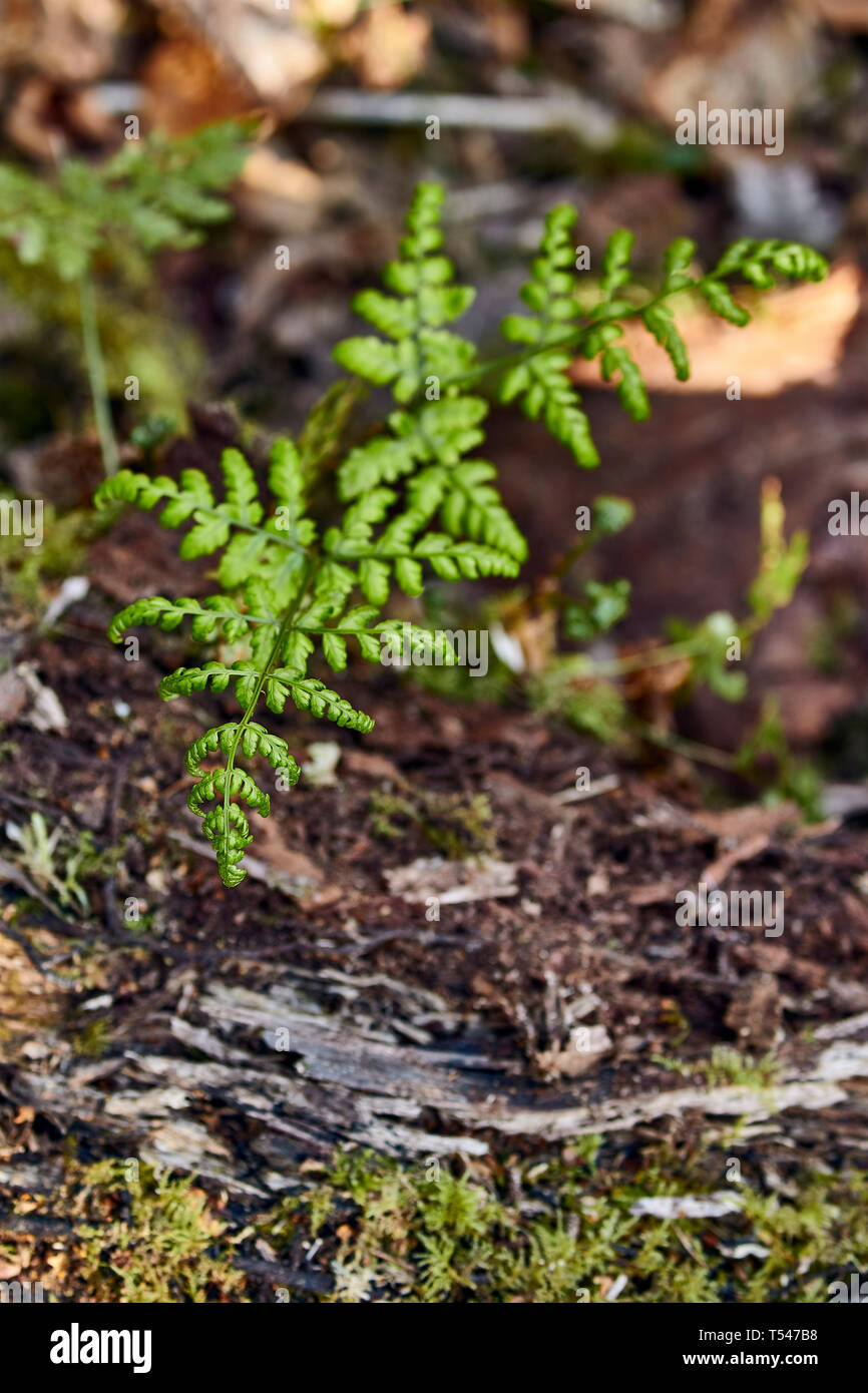 Junger farn Pflanzen in Waldgebiet im Frühling Stockfoto