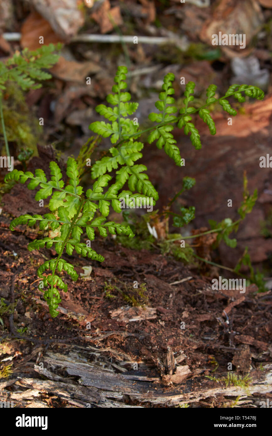 Junger farn Pflanzen in Waldgebiet im Frühling Stockfoto