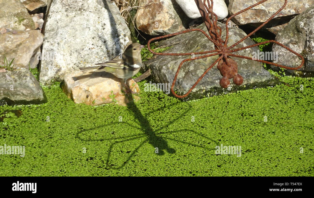 Vogel sitzt auf Teiche Kante warten auf Kaulquappen. In Seaton, Devon, Großbritannien Stockfoto