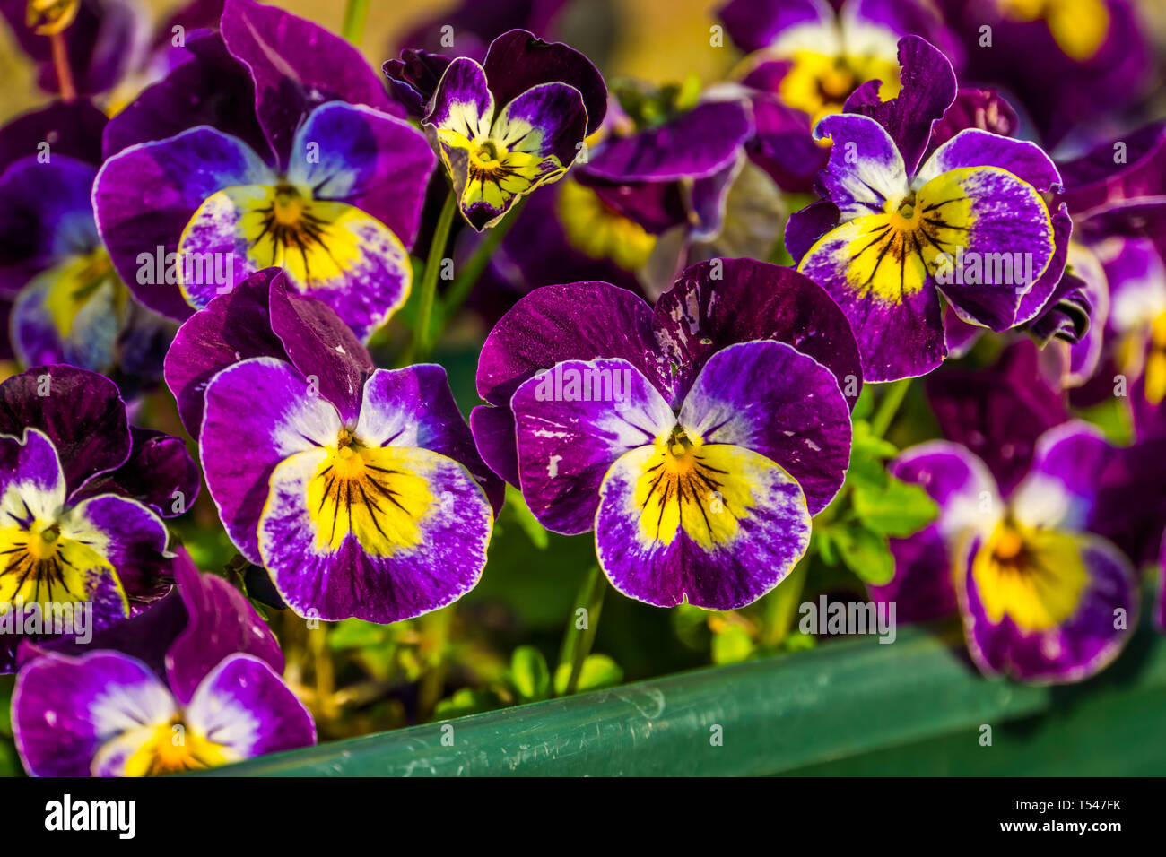 Lila garten Stiefmütterchen Blumen in Makro Nahaufnahme, bunte ornamentale Blumen für den Hinterhof, populäre Blumen aus Europa und Asien, Natur Hintergrund Stockfoto