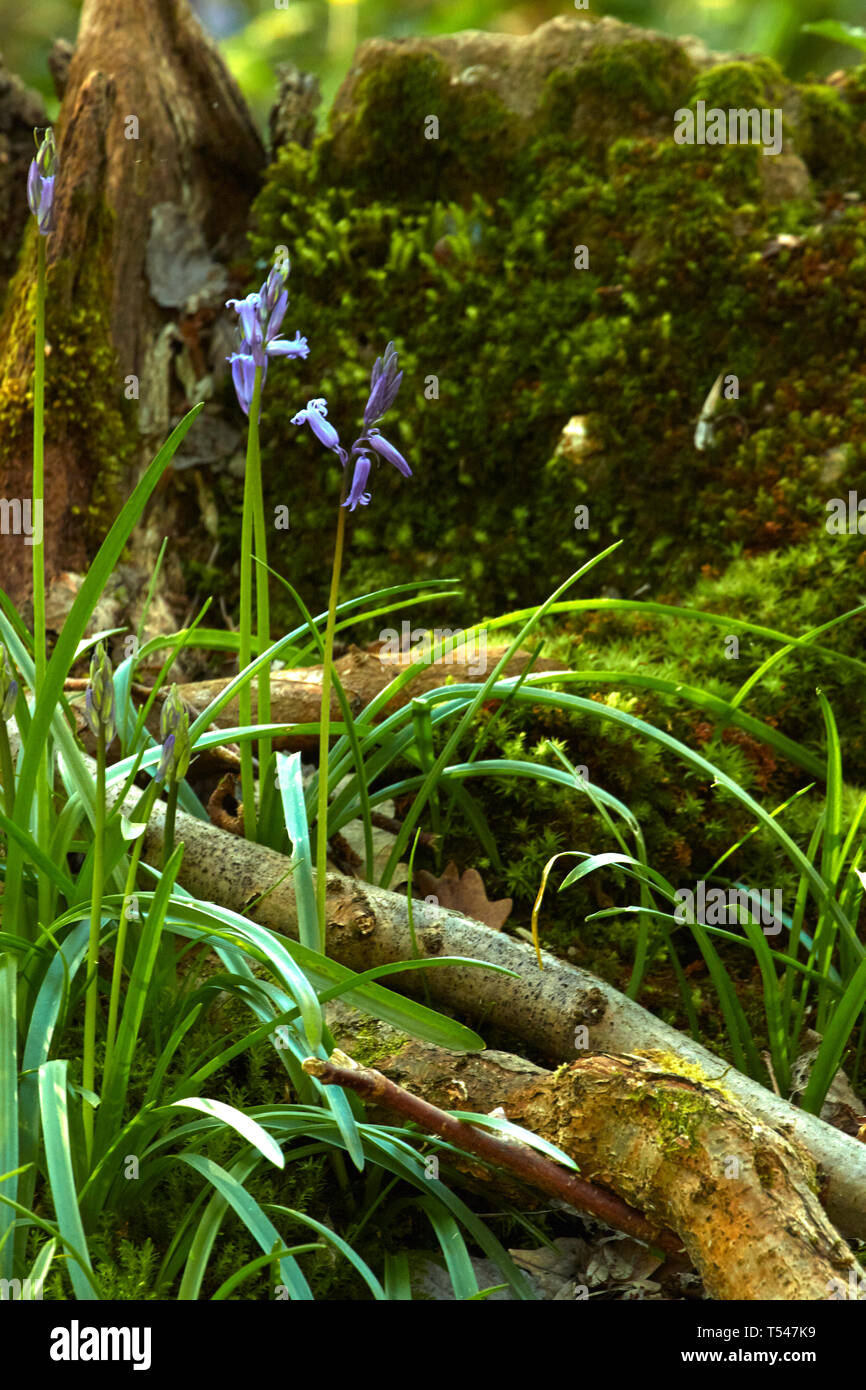 Feder Bluebell Blumen im Wiedererwachen Woodland Stockfoto