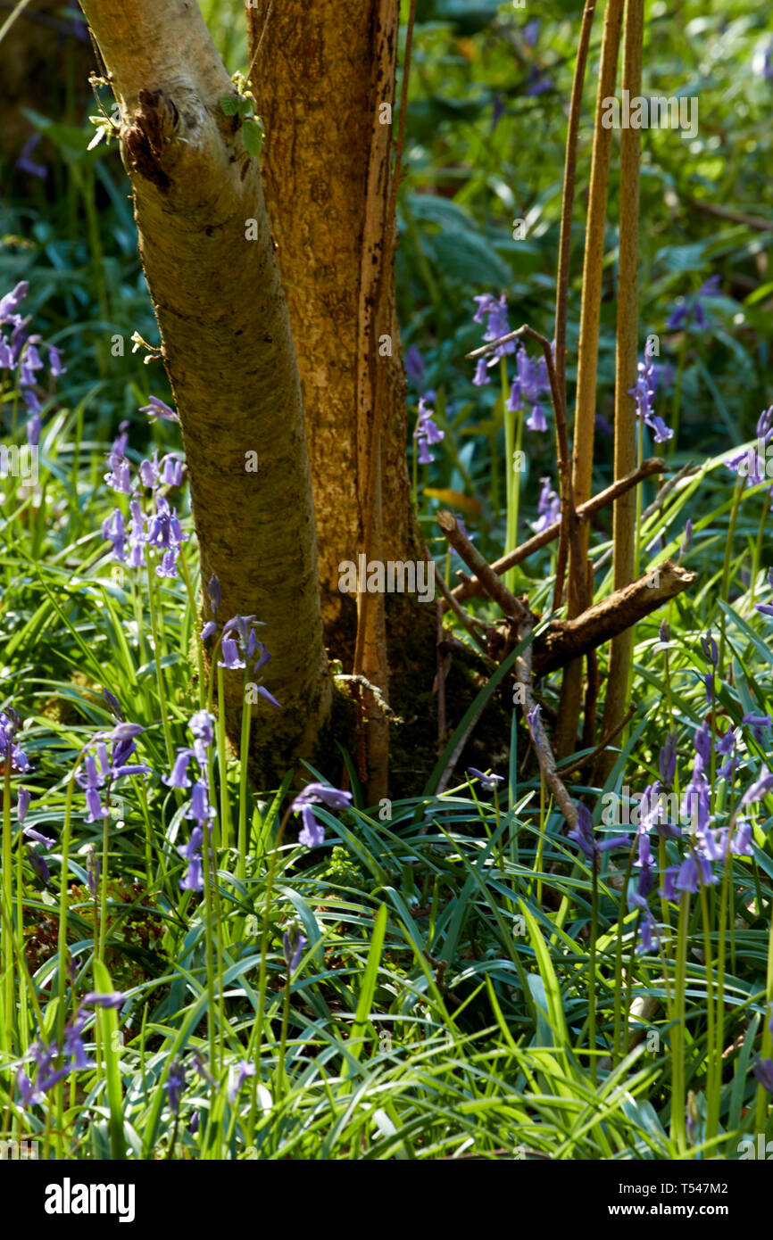 Feder Bluebell Blumen im Wiedererwachen Woodland Stockfoto