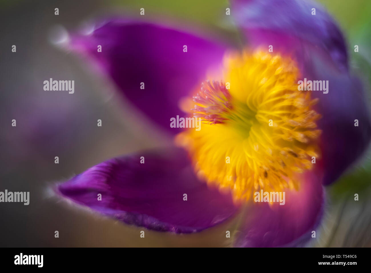 Ein Makro Foto von unbekannten Blume mit extrem geringen Tiefenschärfe bei Sonnenuntergang. Stockfoto