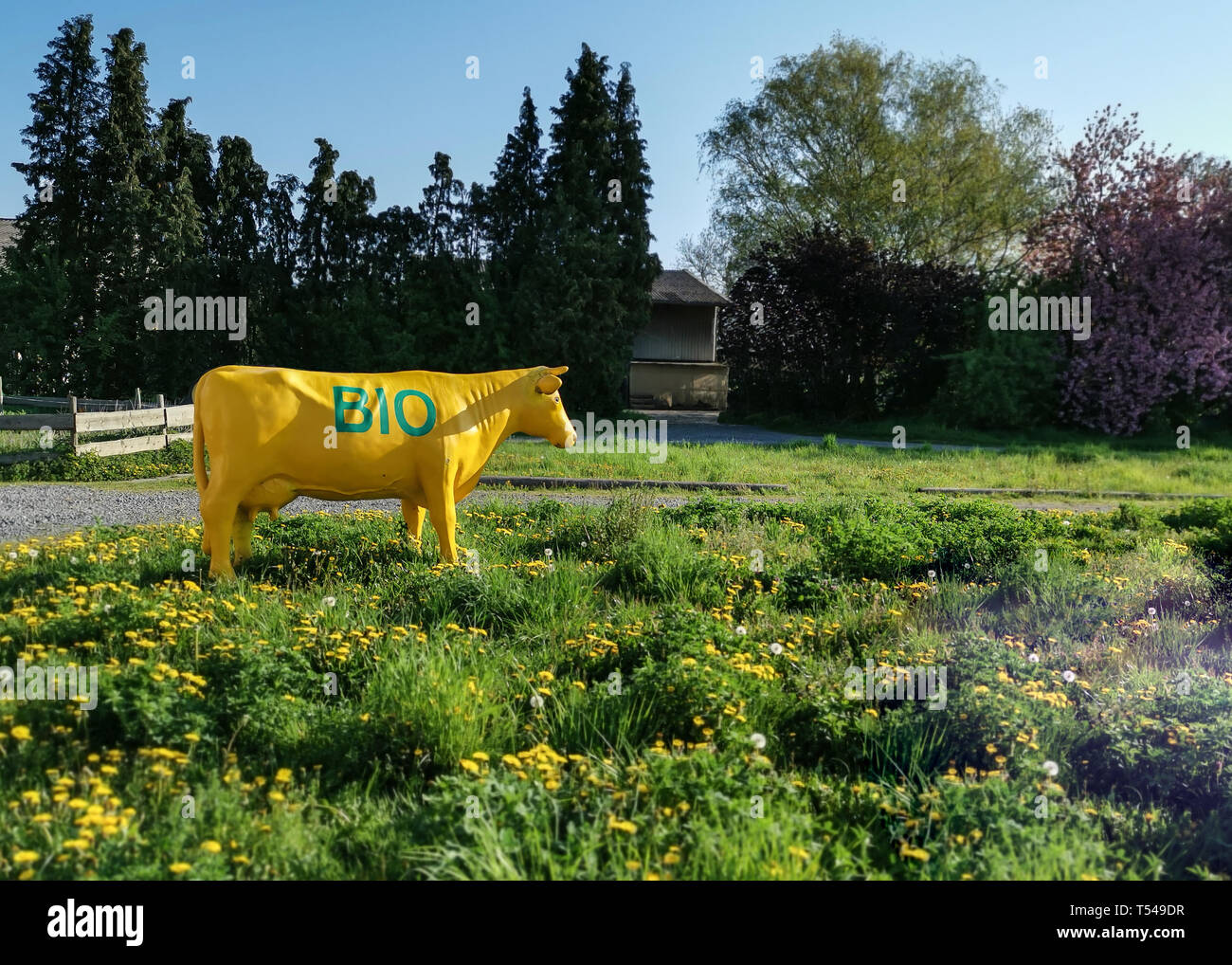 Neuwied, Deutschland - 19 April, 2019: Skulptur eines yellowcow mit grünen "BIO" steht auf einer Wiese mit blühenden Löwenzahn Stockfoto