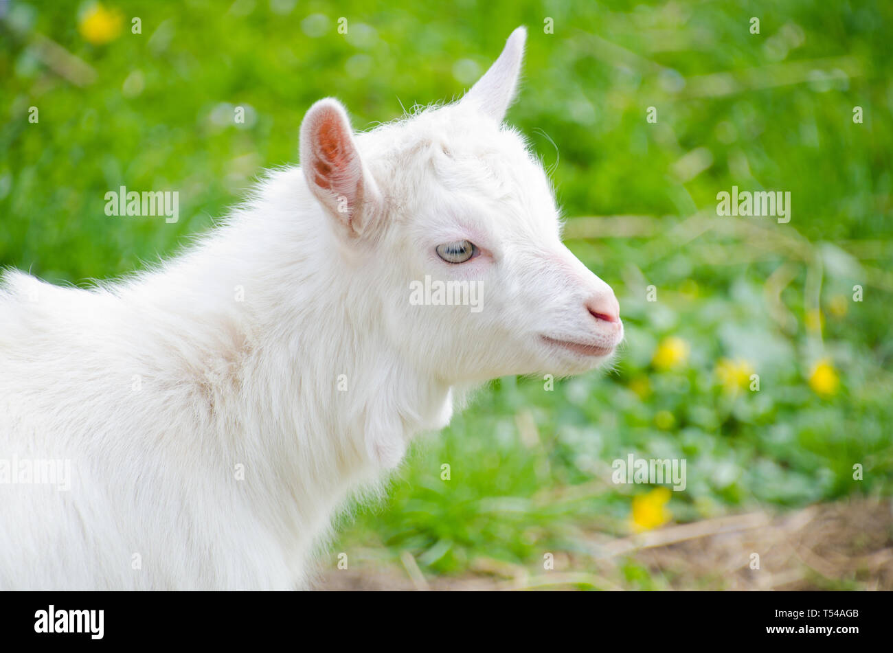 Kopf und Schultern eines Blue-eyed White baby Ziege auf einem Hintergrund von Gras und Blumen. Stockfoto