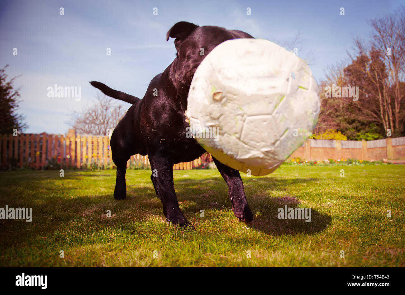 Ein Staffordshire Bull Terrier Hund spielen mit einem Fußball, das ist ein wenig nach Kauen deflationiert. Von einem niedrigen Winkel, der Ball prallt in - vorn Stockfoto