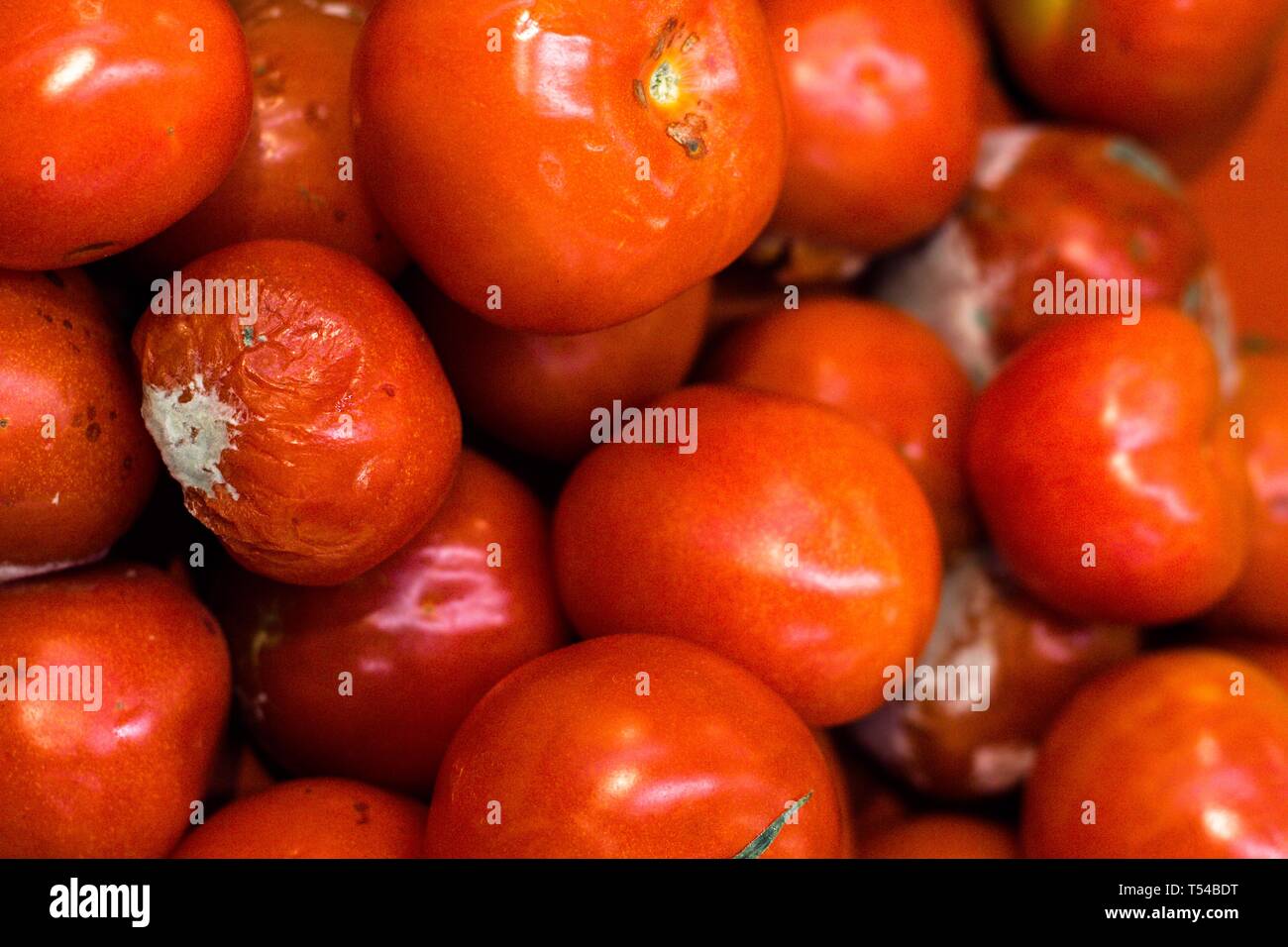 Viele rote Tomaten sind mit Schimmel und Fäulnis. Dies sind Folgen der nicht richtig Aufbewahren von Lebensmitteln und Gemüse. Stockfoto