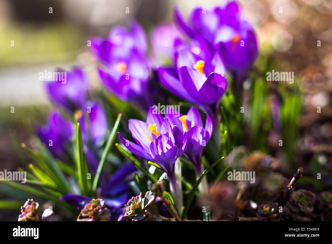 Lila Krokusse Blumen gerade von der warmen Frühlingssonne blühte. Warmen Frühling die Natur erwacht zum Leben und bringt den hellen Farben. Stockfoto