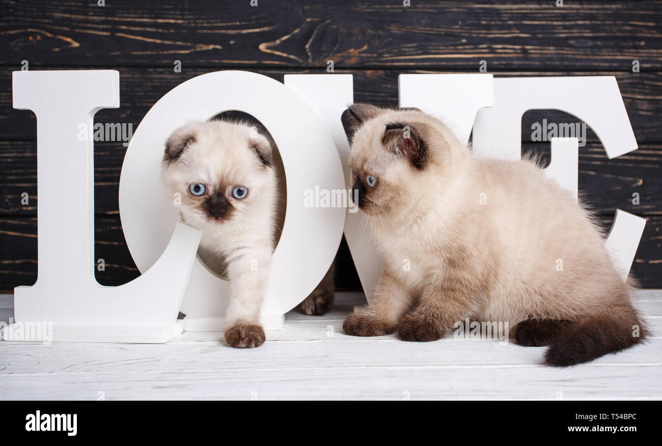 Scottish Straight und Scottish Fold Kitten. Hintergrund mit Kätzchen bereit für Ihr Design. Kitty geht durch den Brief. Valentinstag Gruß ca Stockfoto