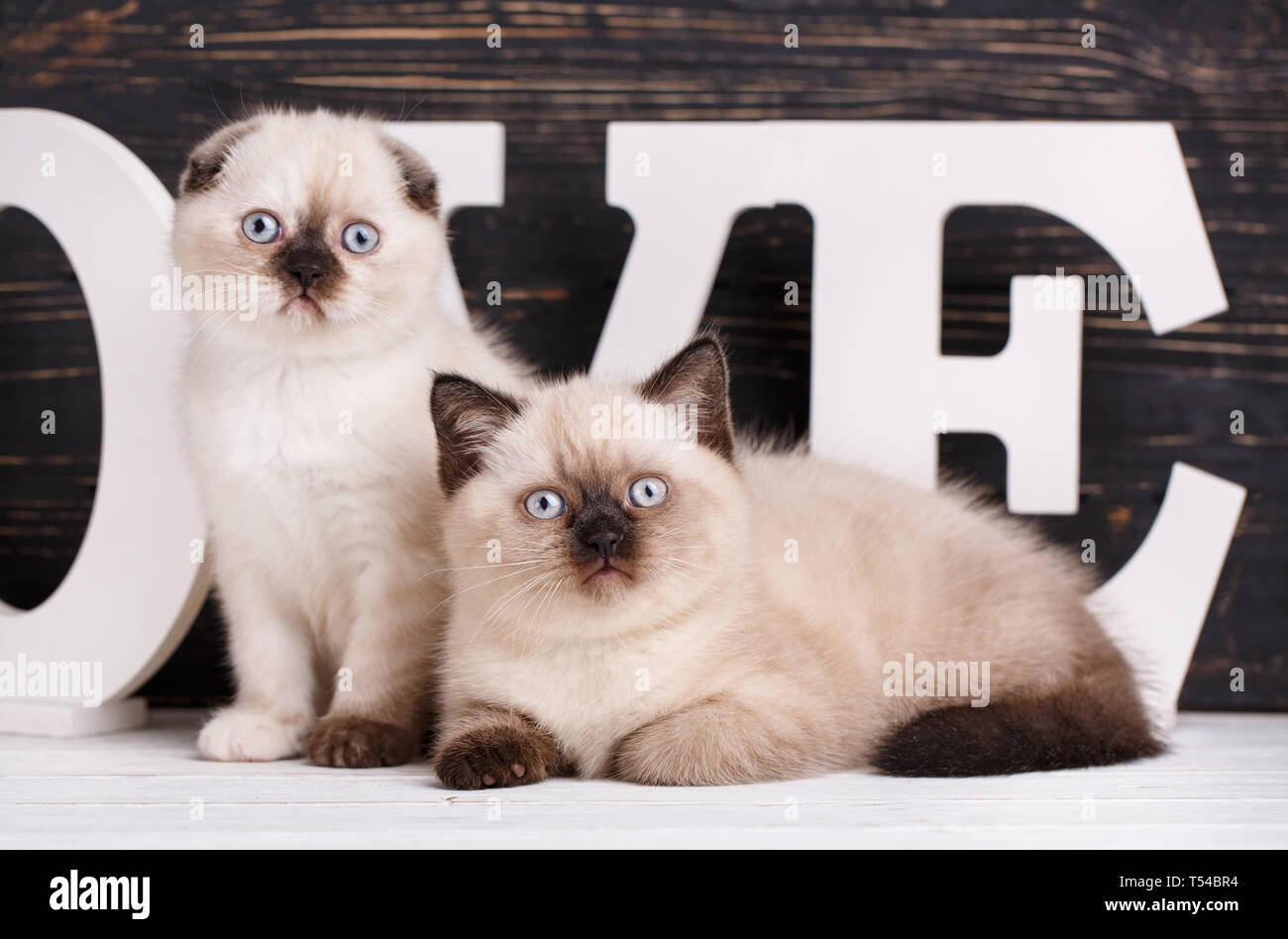Scottish Straight und Scottish Fold Kitten. Eine Postkarte für einen  Liebhaber. Katze liegend vor Buchstaben auf dunklem Hintergrund. Die Katzen  sehen Sie sich Stockfotografie - Alamy