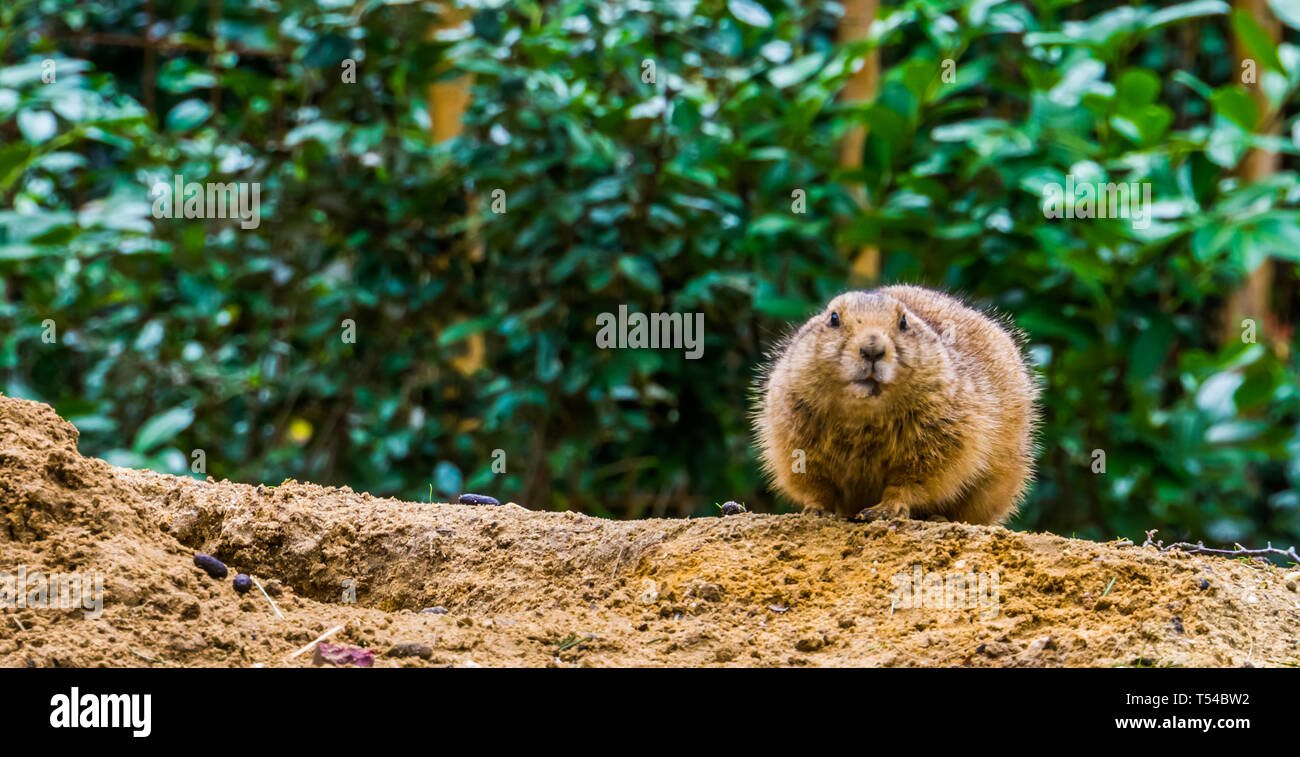 Nahaufnahme des Gesichts eines Schwarzen tailed prairie dog, niedliche Nagetier aus Amerika Stockfoto