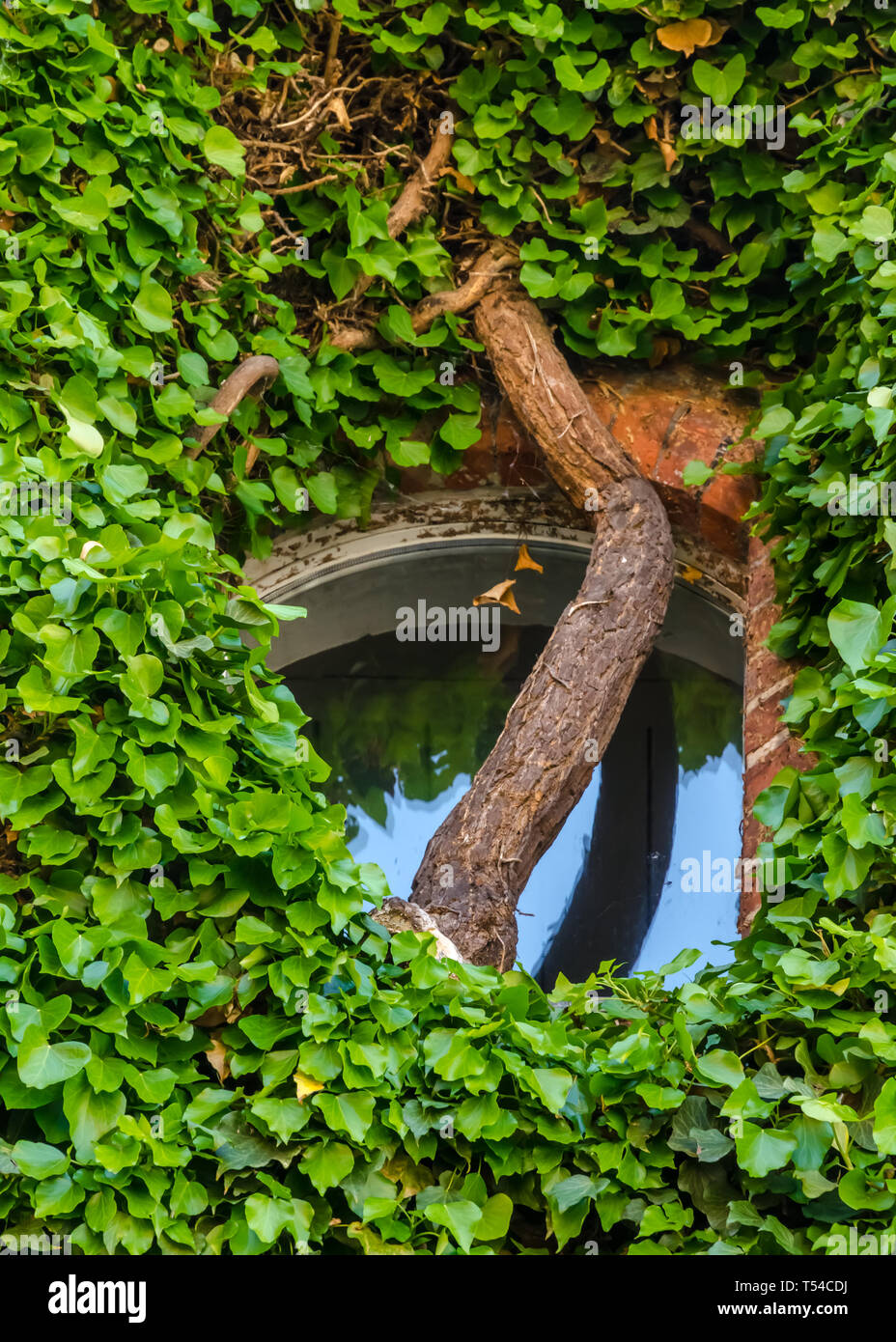 Die dicken Zweig vor dem Fenster Stockfoto
