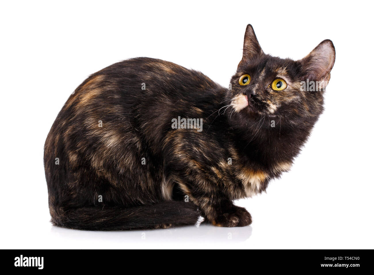 Die Katze sitzt seitwärts und sieht auf. Ein verspieltes Kätzchen auf einem weißen Hintergrund. Als package Design Element für Katzenfutter Stockfoto
