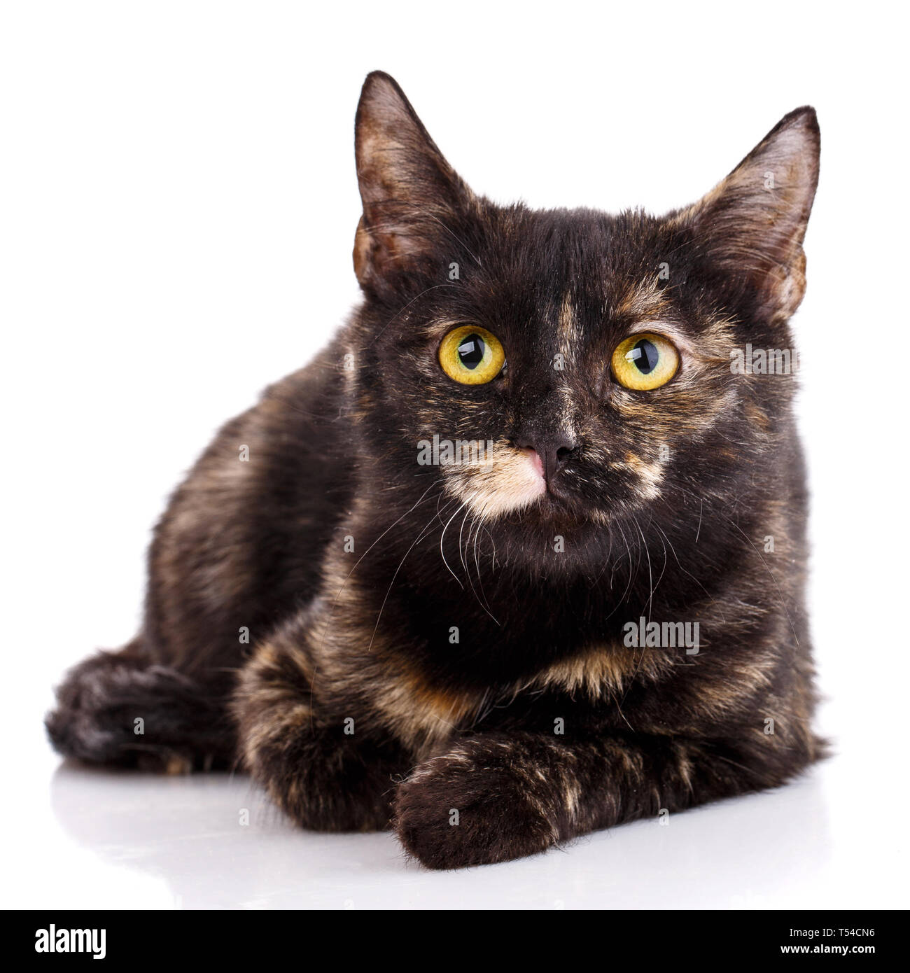 Dunkle Kätzchen liegt vorne auf dem weißen Hintergrund. Plakat für pet Stores. Als Postkarte design Element des neuen Jahres. Close-up Stockfoto